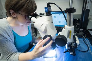 A woman sitting at a table, looking through a microscope