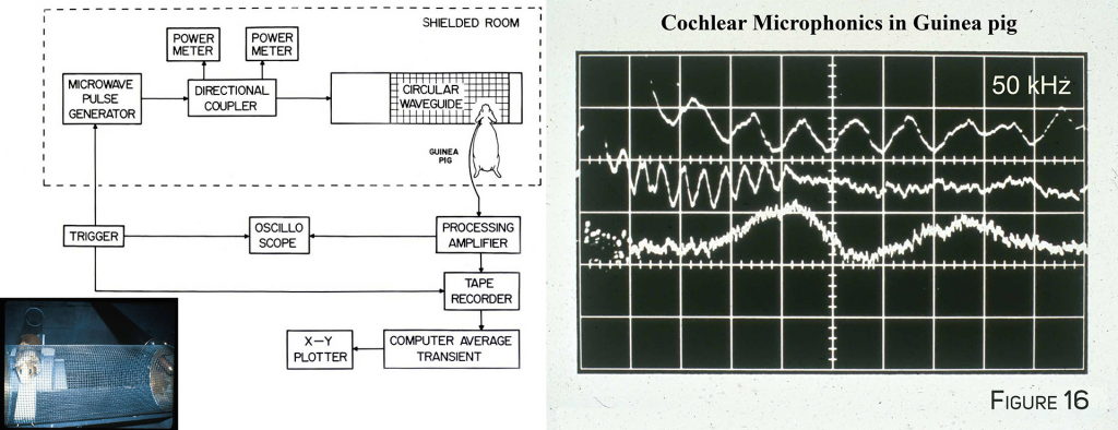 Cochlear Microphonics in Guinea Pig