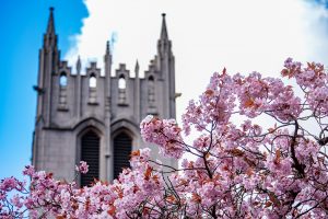 UW Gerberding Hall behind cherry tree blossoms