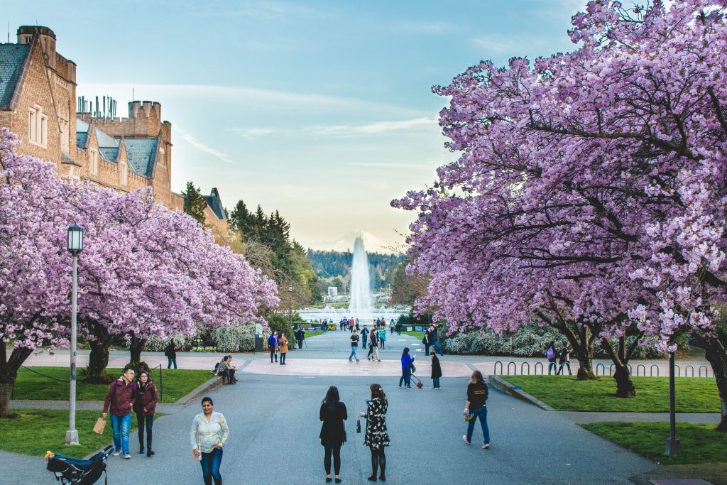 UW campus with cherry blossoms