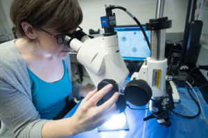 Amy Orsborn peers into a microscope