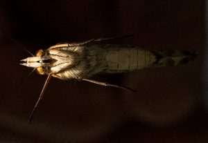 A close-up view of a Painted Lady butterfly