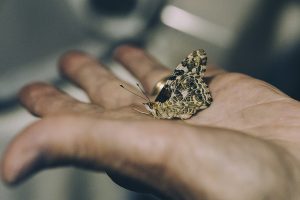 Photo of a hand holding a brown, spotted butterfly