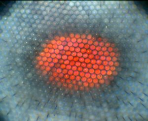 A microscopic view of a butterfly eye, showing the hexagonal lenses in the compound eye as an orange oval surrounded by bluish-grey colors