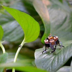 A tiny bug stands next to a slightly larger robotic bug on a green leaf