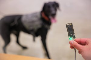 A close up of the microcontroller inside Dog SAURON. Jayce's dog is in the background of the photo.